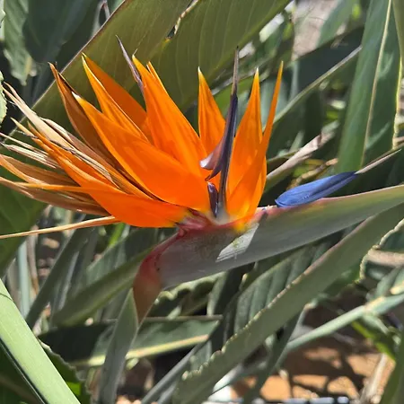 Apartamento Val Del Puerto Patalavaca *